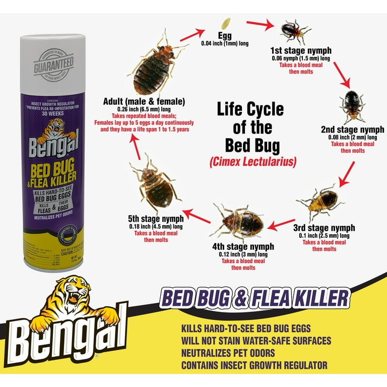 How Fast Do Bed Bugs Move corona.dothome.co.kr