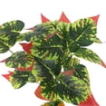 thumbnail image 3 of EXHUMKY Artificiales Para Acuario Y Terrario Para Reptiles Y Hábitats, 3 of 8