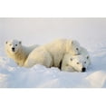 thumbnail image 1 of Polar Bears Poster Print by John Pitcher, 17 x 11, 1 of 1