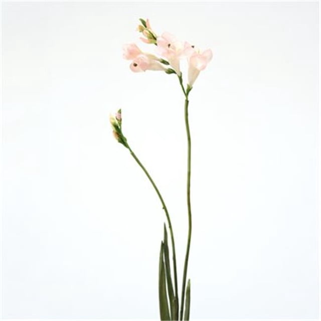 Distinctive Designs DI-673-CGPK DIY Fleur Champagne Rose Freesia Spray x 2 - Pack de 24