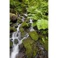 thumbnail image 2 of Oregon  United States Of America Lush Green Foliage Along A Small Creek In, 2 of 2