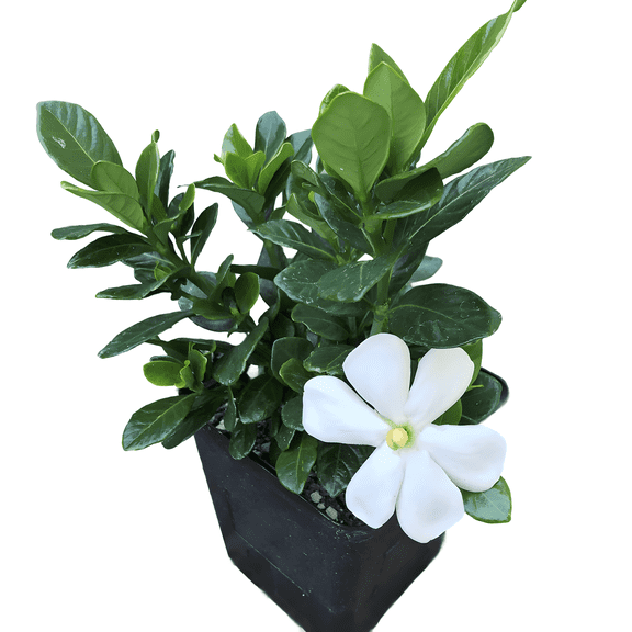 Gardenia Live Shrubs, White, Fragrant, Hardy Evergreen