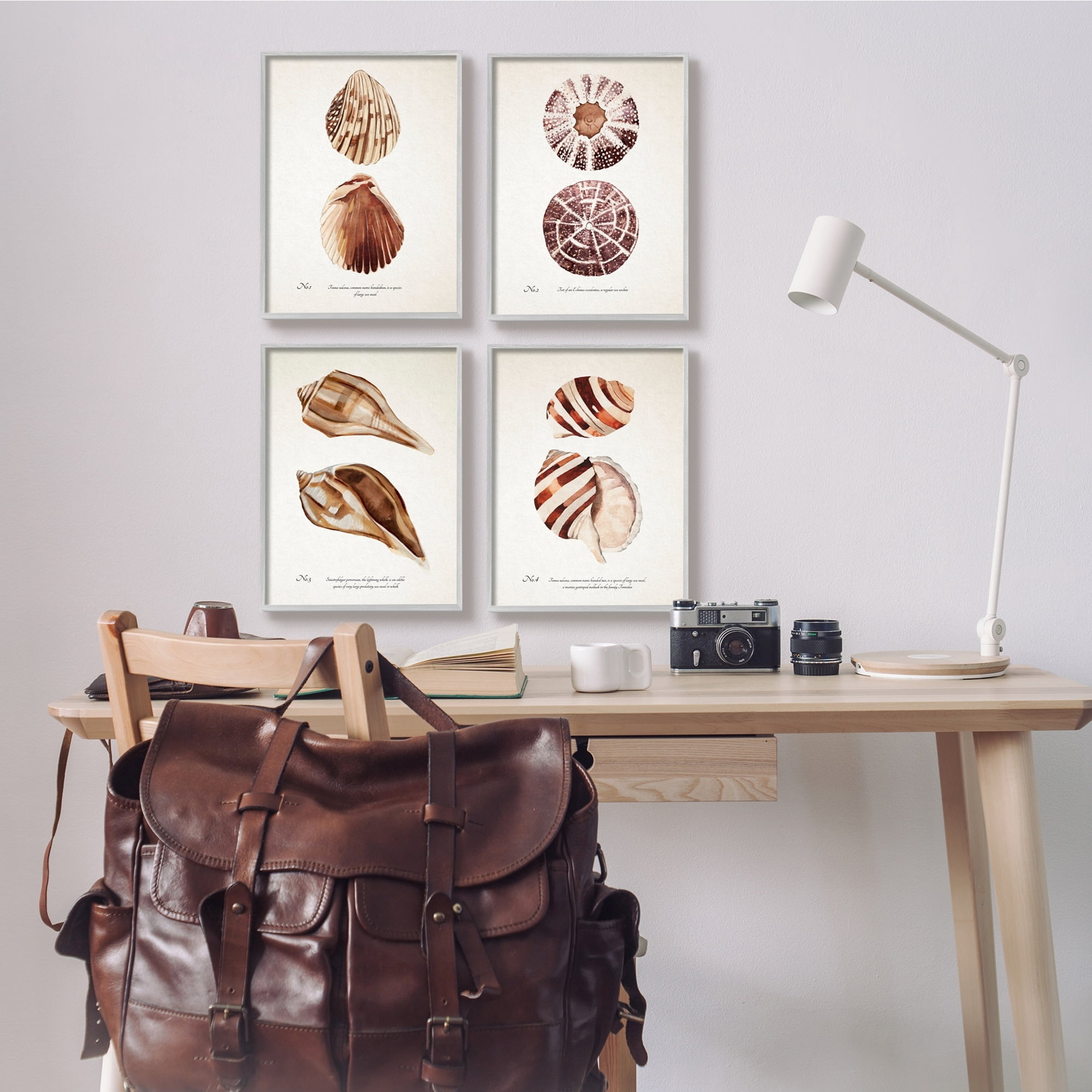 Stupell Industries Elegant Beach Seashells Exquisite Marine Life ,11 x 14, Design by Annie Warren
