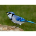 thumbnail image 5 of Backyard Seeds Peanuts in-Shell for Squirrels, Deer and Blue Jays, 5 of 5