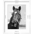 thumbnail image 3 of Man O War Relaxing on His Farm, Animals Framed Art Print Wall Art by Bettmann Sold by Art.Com, 3 of 6