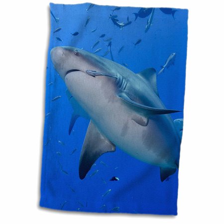 3dRose Fiji. Close-up of bull sharks. - Towel  15 by 22-inch (twl_314012_1)