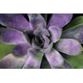 thumbnail image 2 of Bryant, Susan 18x13 White Modern Wood Framed Museum Art Print Titled - Purple Succulent II, 2 of 4