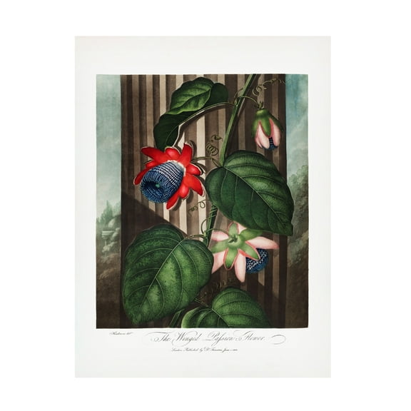 Trademark Fine Art Pictufy The Winged Passion Flower from The Temple of Flora 1807 Canvas Wall Art
