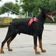 thumbnail image 4 of Arnés de entrenamiento ajustable para perros grandes, chaleco con correa de mano, accesorios para perros, arnés para perros grandes, arnés de entrenamiento ajustable suave, paseo para mascot, 4 of 5