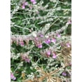 thumbnail image 3 of 20 CAT THYME Teucrium Marum aka Cat Crack, Kitty Crack, & Mediterranean Germander Silvery Foliage Red Purple Flower Herb Sub-Shrub Seeds, 3 of 5