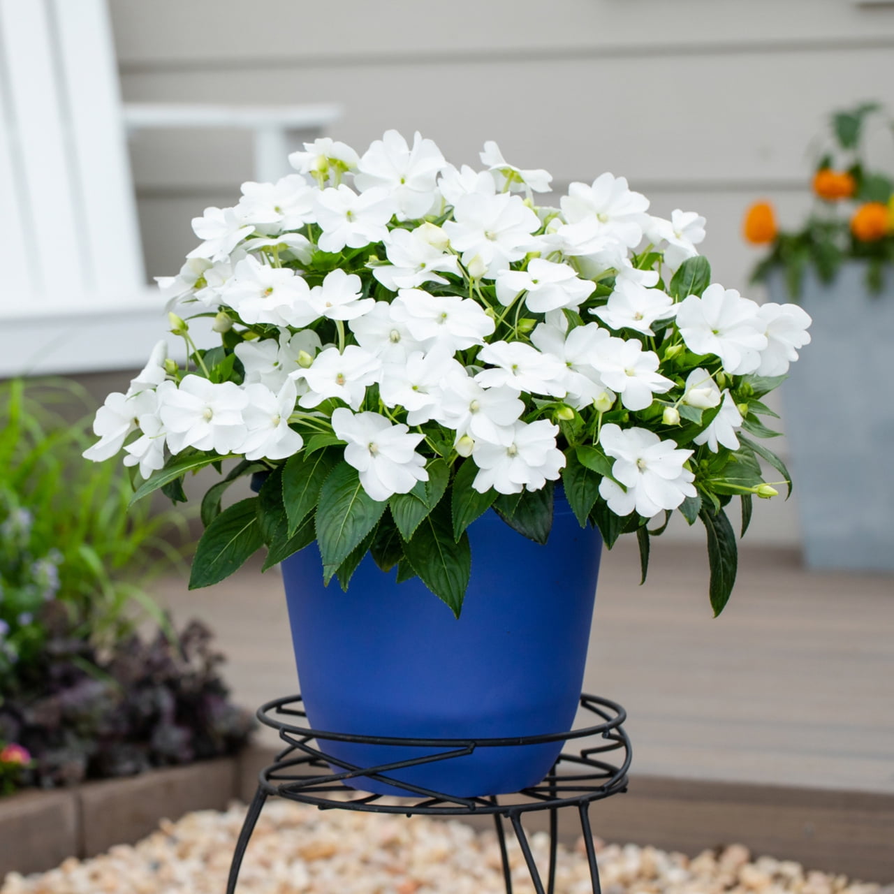 Sunpatiens 1.5PT White Impatiens Live Annual Plant Sun 5-Pack
