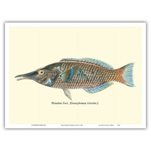 Hinalea i'iwi (Gomphosus Varius) - Hawaiian Bird Wrasse - from Fishes of Hawaii - Vintage Hawaiian Color Postcard c.1905 - Master Art Print (Unframed) 9in x 12in