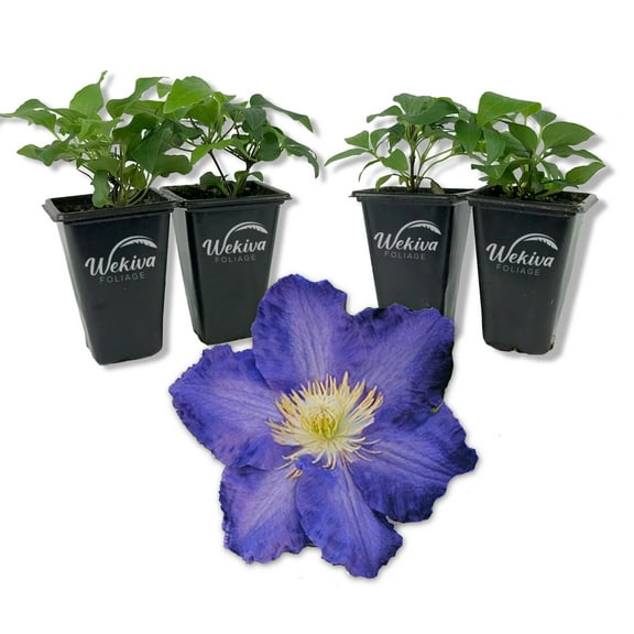 Clematis Ravel - 4 Live Starter Plants in 2 Inch Growers Pots - Starter Plants Ready for The Garden - Rare Clematis for Collectors