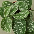thumbnail image 4 of Pothos Satin Live Plant for Indoor | Different Houseplants in 4'' & 6'' Pot | Real House Plant for Living Room, Office, Desk & Bathroom | Silver Vine | Scindapsus Pictus Argyraeus, 4 of 7