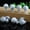 White Howlite, variant on 20pc Mini Natural Crystal Polished Mushroom Statue Stone Healing Decoration Gift-white quartz