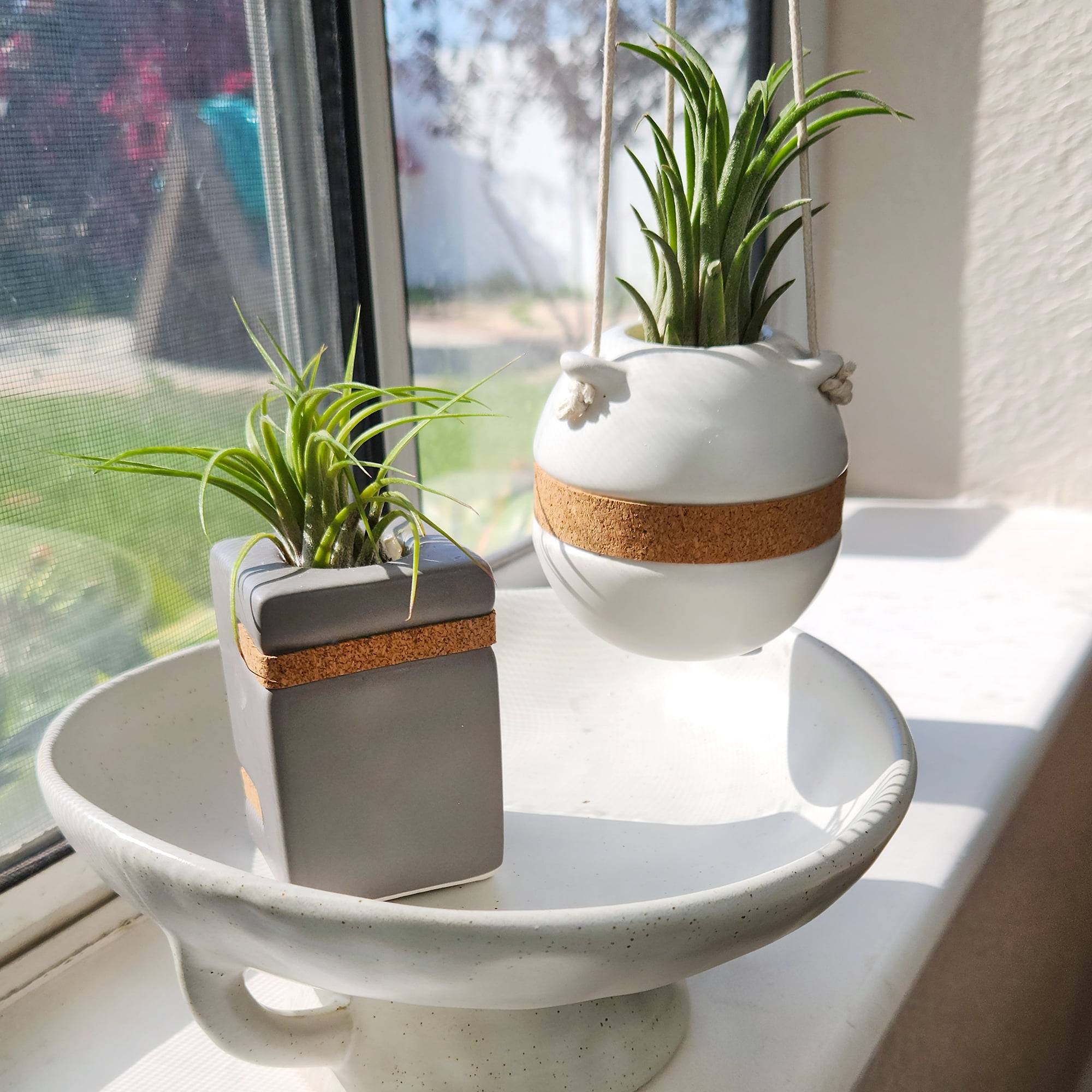 Altman Plants Air Plant Gift (2-pack) Taupe & White Pots, Easy Pet-Safe House Plant Décor