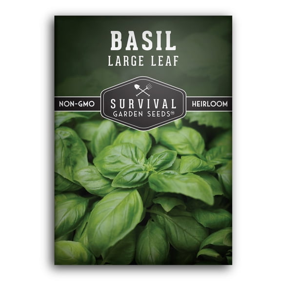 Large Leaf Basil Seeds - Full Sun Annual Herb - 1 Pack