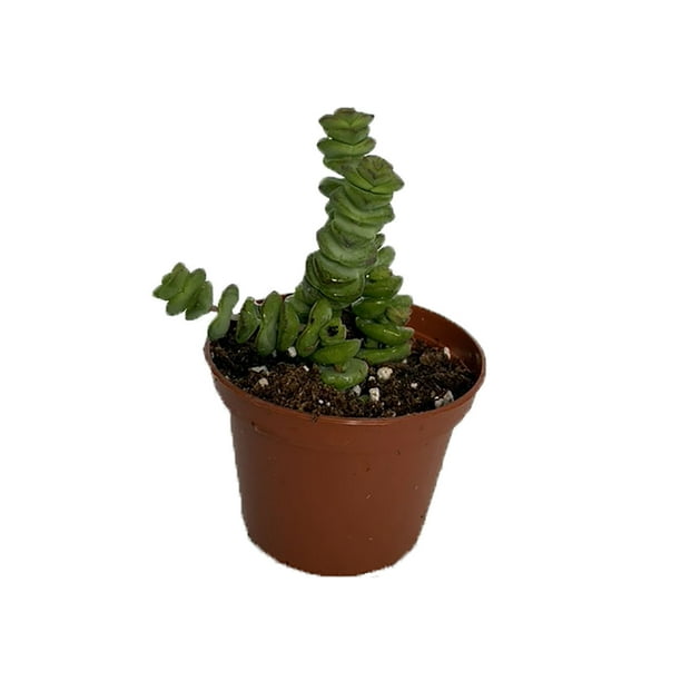 Jade Necklace Plant Crassula marnieriana minor 2.5" Pot Walmart