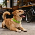 thumbnail image 4 of BotaniNest Collar Equipped With Strong Double Clasps And D Shaped Rings Coated Adjustable Nylon Collar And Chew Collar Suitable For, 4 of 6