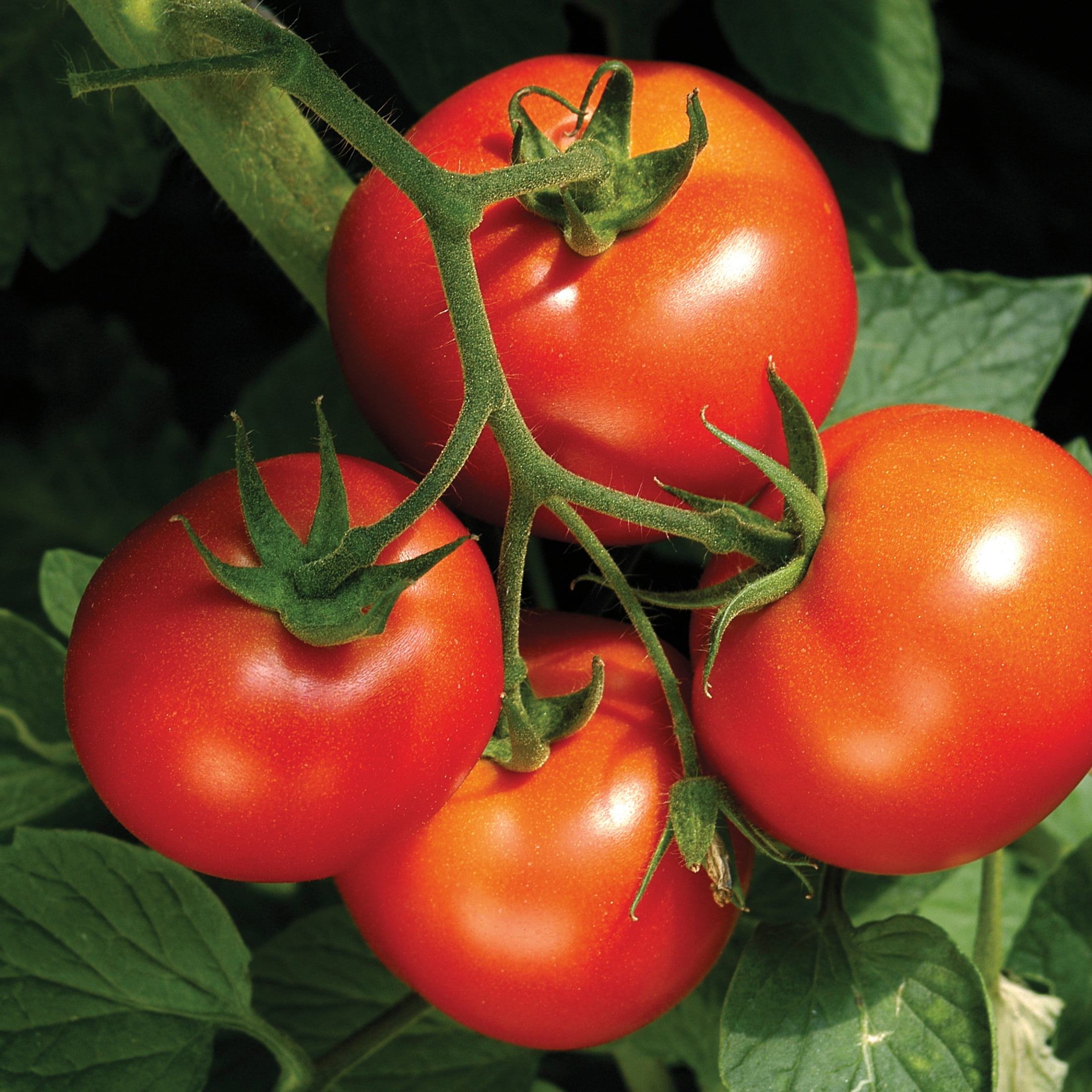 Shop Slicing Tomato, Rutgers and other Seeds at Harvesting History