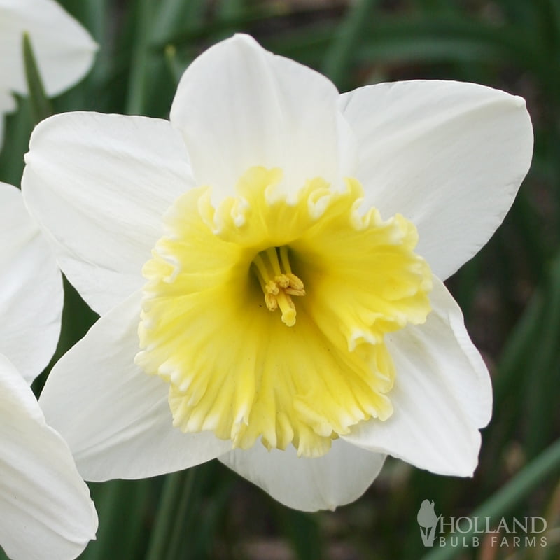 Gigantic Star Daffodil, Holland Bulb Farms