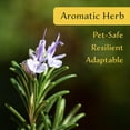 thumbnail image 3 of 2 Ken Taylor Rosemary in 3.5" Nursery Cubes | Rosmarinus officinalis ‘Ken Taylor’ | Fragrant Evergreen Herb for Cooking, Gardens & Containers | Ready-to-Plant Live Plants, 3 of 7
