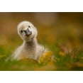 thumbnail image 2 of Adamec, Robert 14x11 White Modern Wood Framed Museum Art Print Titled - Black Swan Baby, 2 of 4
