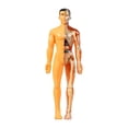 thumbnail image 3 of MERIGLARE Human Body Model Display Classroom Realistic Human Anatomy for Kids Teaching, 3 of 9