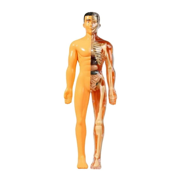 Modelo de cuerpo humano Kits de ciencias de la biología humana Mostrar demostración de enseñanza de la enseñanza Demostración para la enseñanza de la Translúcido