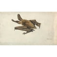 thumbnail image 2 of James Ward 18x12 Black Ornate Wood Framed Double Matted Museum Art Print Titled - A Brown Long-Eared Bat (Plecotus Auritus).Tif”, 2 of 5