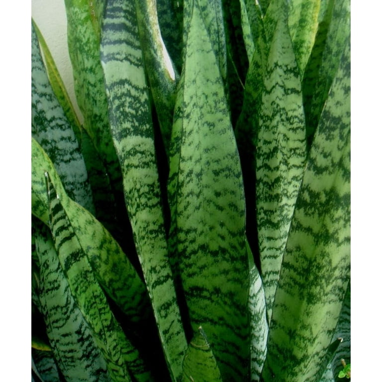 American Plant Exchange Sansevieria Zeylanica, Live Snake Plant, 6-Inch  Pot, Green & White Striped Foliage, Low-Light, Easy Care Houseplant -  Walmart.com