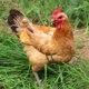 thumbnail image 2 of Pollo de tela suave Gallinas impresas Doble silla de montar para pollos con correas elásticas Protector ligero de plumas de gallina Delantal de silla de montar, 2 of 4