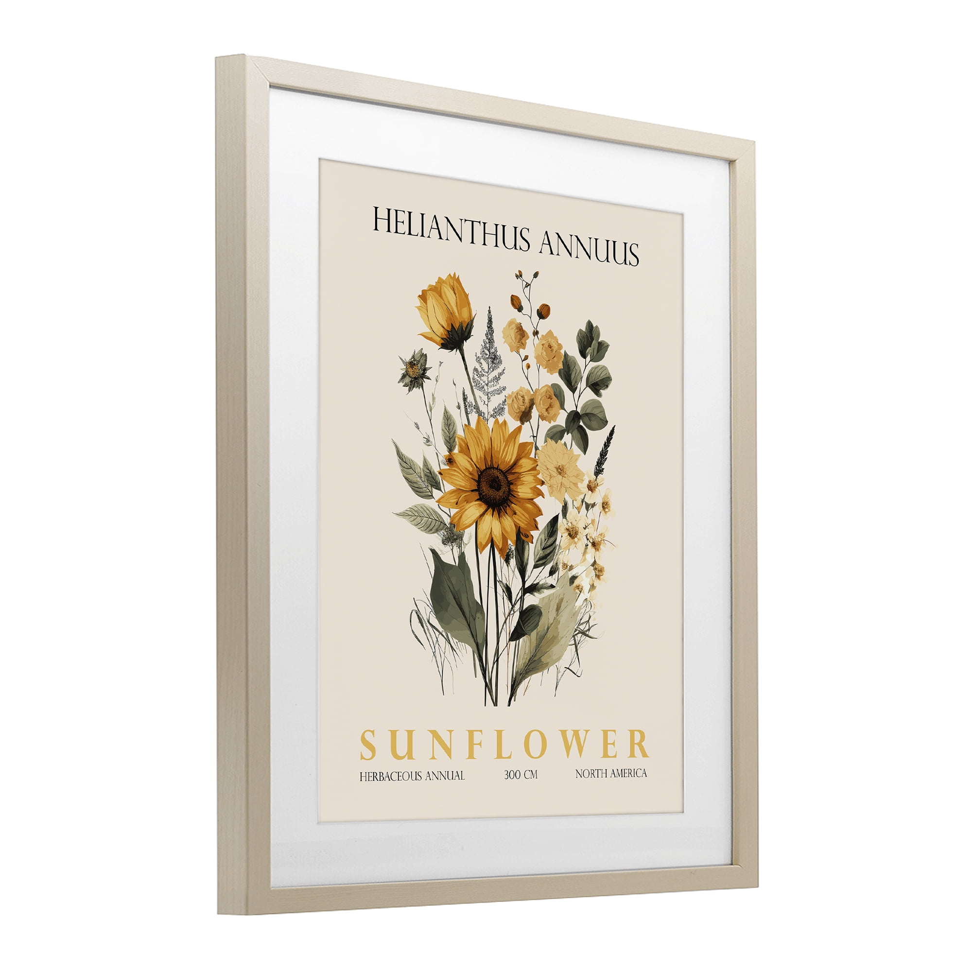 Stupell Industries Natural Sunflower Bundle Birch Framed Print Under Glass, design by Christopher Giampietro