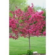 5 Dwarf Pink Dogwood Seeds