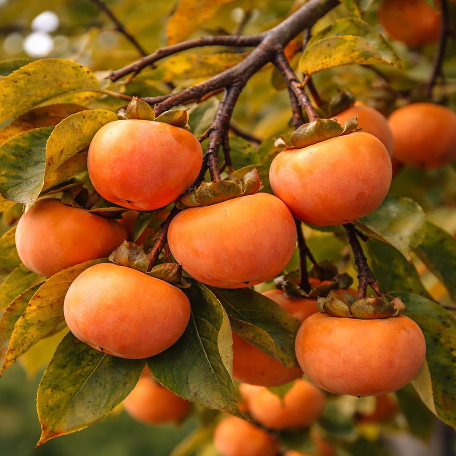 American Persimmon Tree Live Plants (3 Pack) – Sweet Orange Fruit Tree for Home Garden – Cold Hardy, Easy to Grow, High-Yield Persimmon Variety