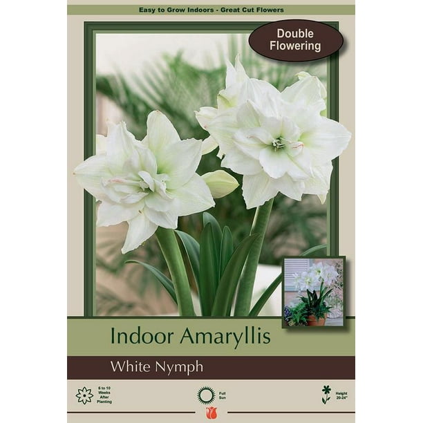 White Nymph Amaryllis Bulb Double Flowering Large Bulb Walmart Com Walmart Com