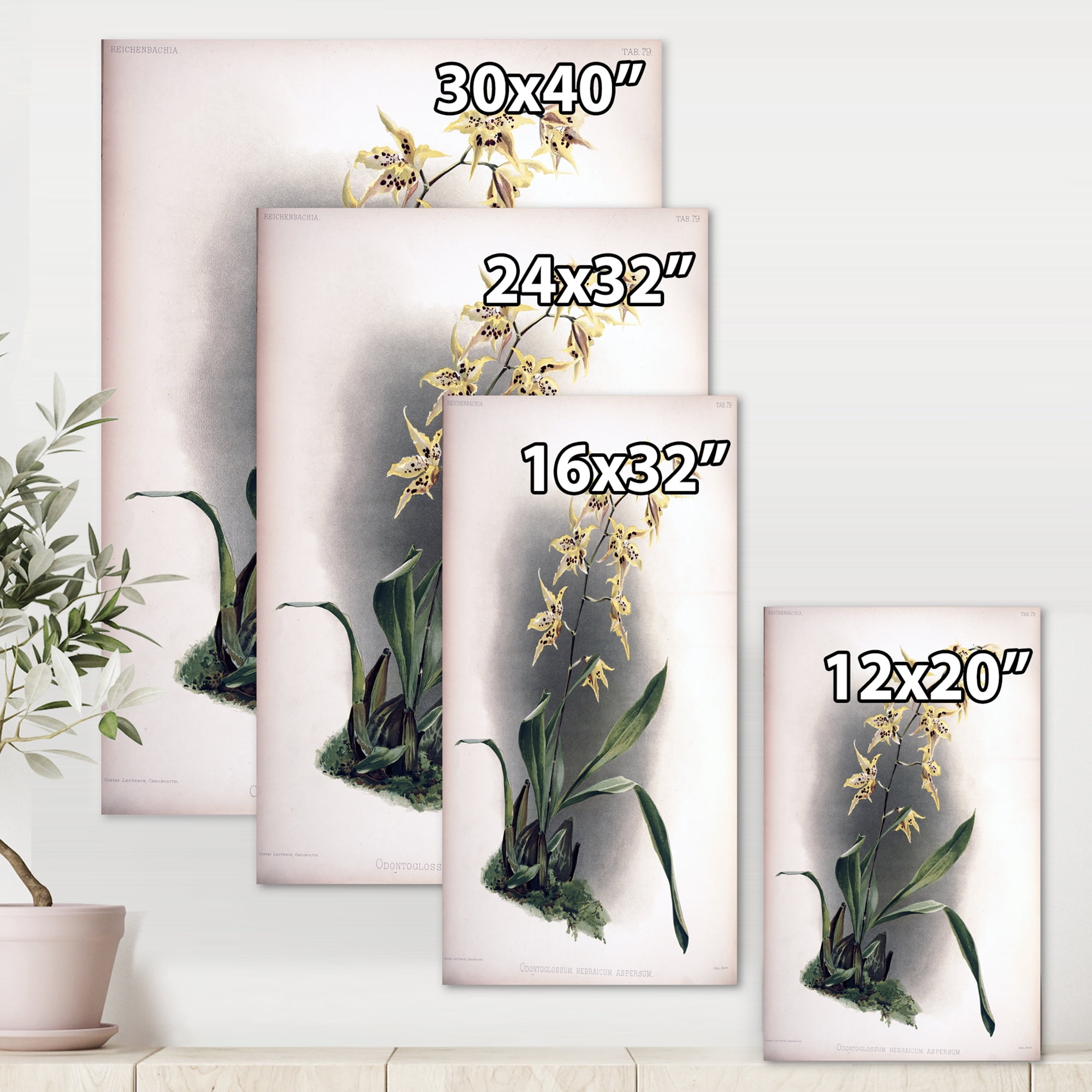 Designart ' Ancient Orchid Flower ' Traditional Canvas Wall Art Print
