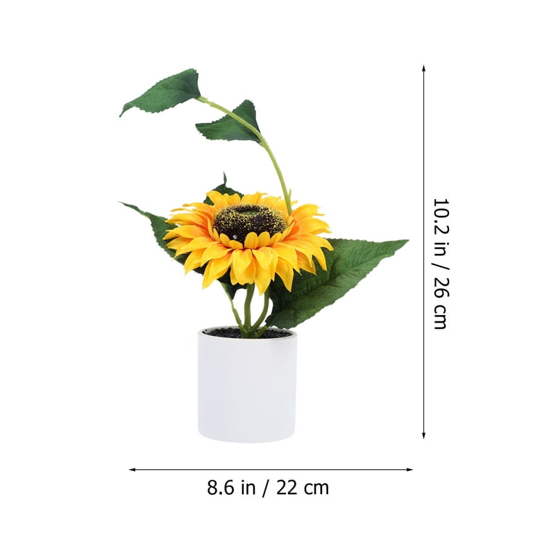 lemon bonsai Meyer Lemon Bonsai Tree