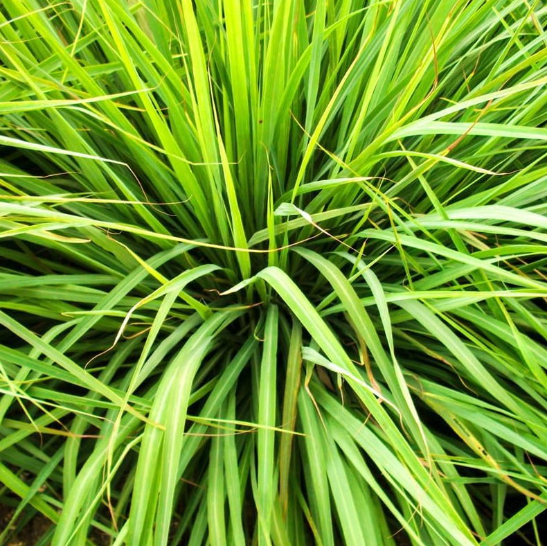 2 Citronella Grass Live Plants, Fragrant Lemon Grass Variety for Indoor & Outdoor Growing, Hardy Potted Herb Plants, 4-6 Inch Tall