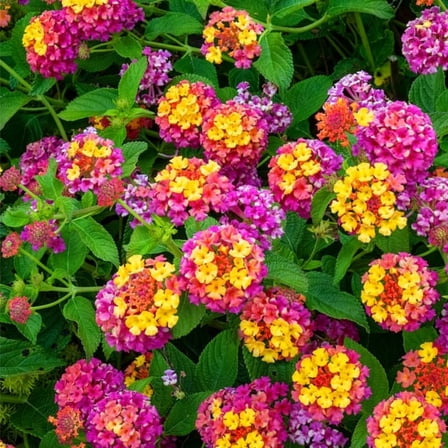 Deep Pink Lantana Plant Live, Vibrant Pink Flowers Lantana Tree, Starter Plant for Garden or Balcony