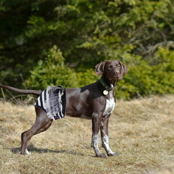 PBPBOX doggy diapers female Dog Diaper Navy Breathable to Protect Carpets and Floors 1Pcs