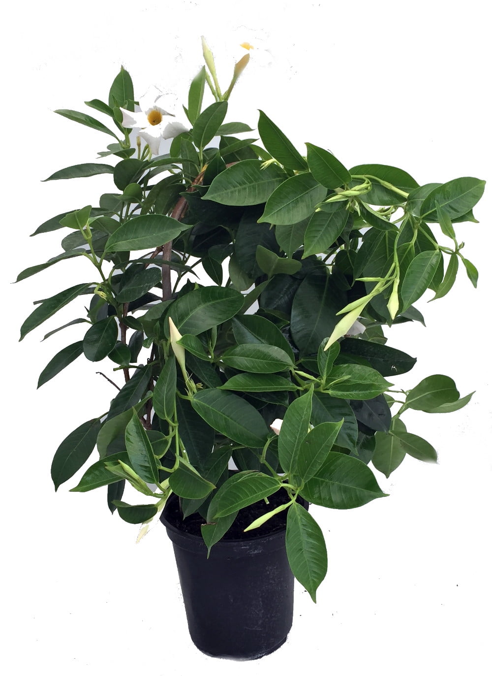 White Brazil Jasmine Plant - Mandevilla/Dipladenia - 6" Pot/Trellis