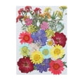 thumbnail image 3 of SDNall Real Dried Presse Flowers Leaves Natural Set with Stickers, 3 of 9