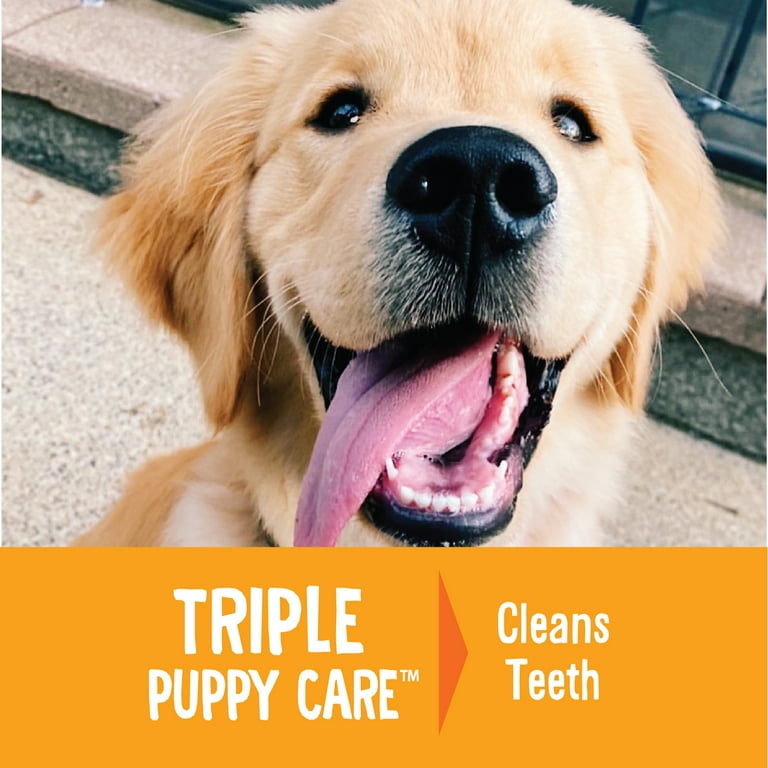 Golden Retriever Are Dogs Allowed Carrots Are Dogs Allowed To Eat