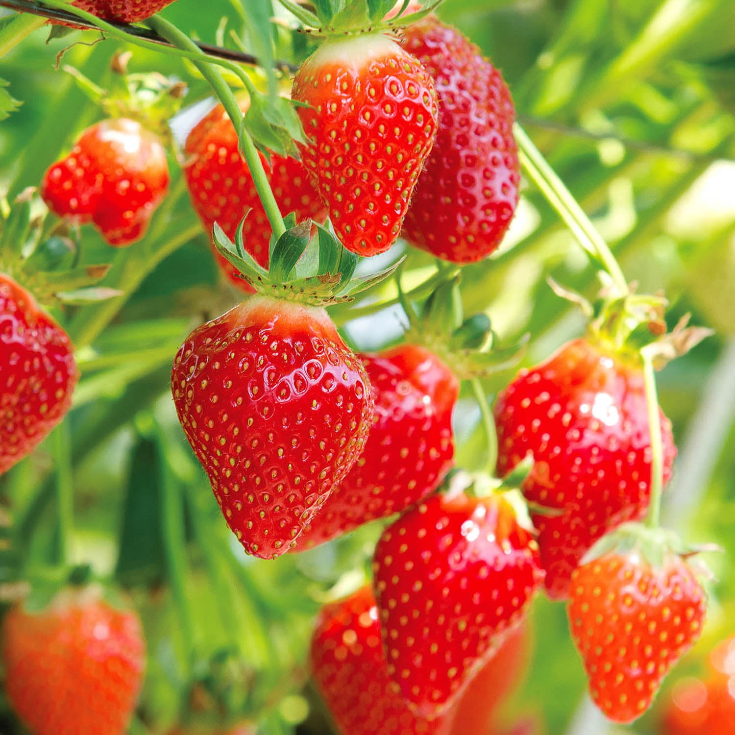Expert Gardener Strawberry Quinault Bare Roots Set of 10, Full Sun, Red, Annual