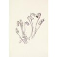 thumbnail image 3 of Mary Vaux Walcott 11x14 Black Modern Framed Museum Art Print Titled - Indianpipe. Monotropa Uniflora (1925), 3 of 5