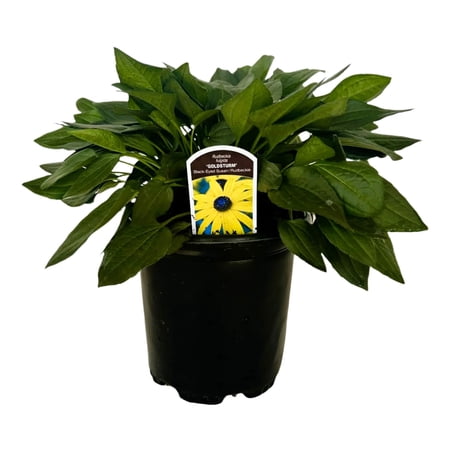 2.5 Qt. Goldsturm Rudbeckia (Black-eyed Susan) - Perennial Plant with Large Vibrant Yellow Blooms