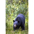 thumbnail image 2 of A Black Bear ; Jasper  Alberta  Canada Poster Print, 2 of 2