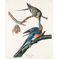 thumbnail image 2 of Audubon, John James 15x17 White Modern Wood Framed Museum Art Print Titled - Passenger Pigeon, 2 of 4
