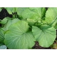 thumbnail image 3 of TomorrowSeeds - Florida Broadleaf Mustard Green Seeds - 9,000+ Count - For 2026 Planting Non-GMO, 3 of 10